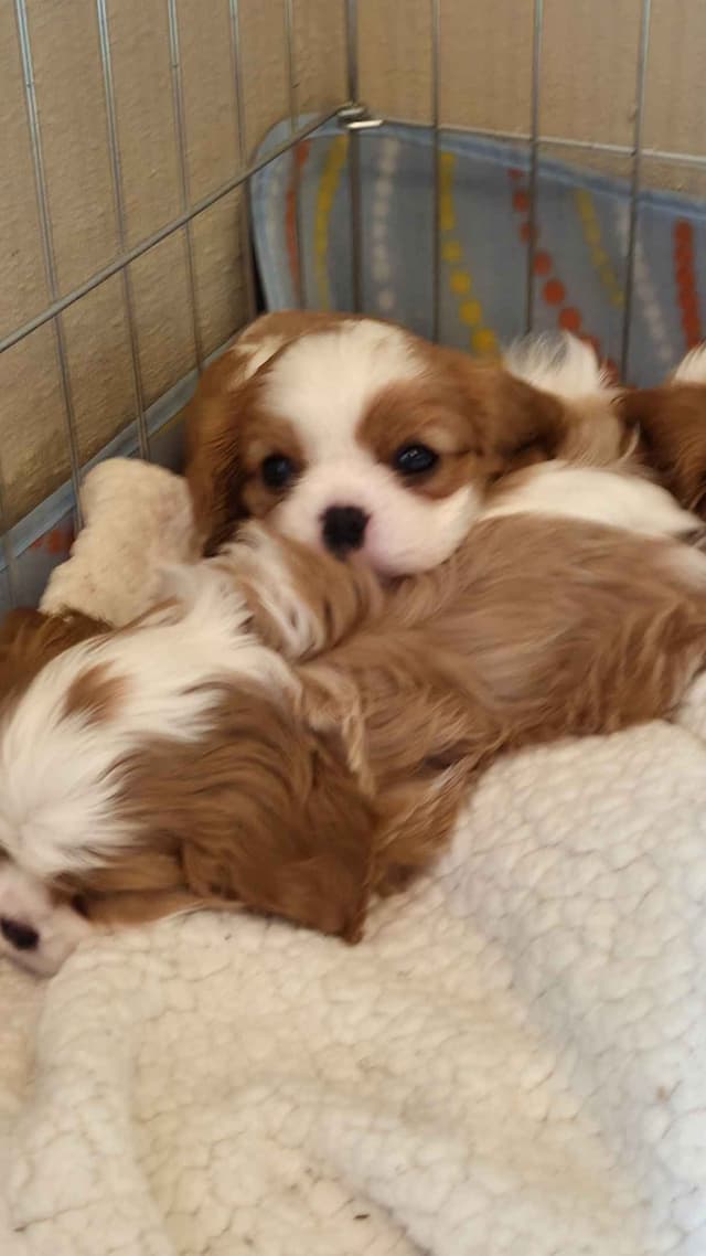 Cavalier King Charles Spaniel Puppies media 7