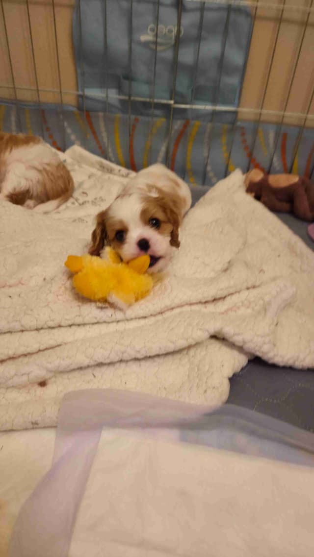 Cavalier King Charles Spaniel Puppies media 9