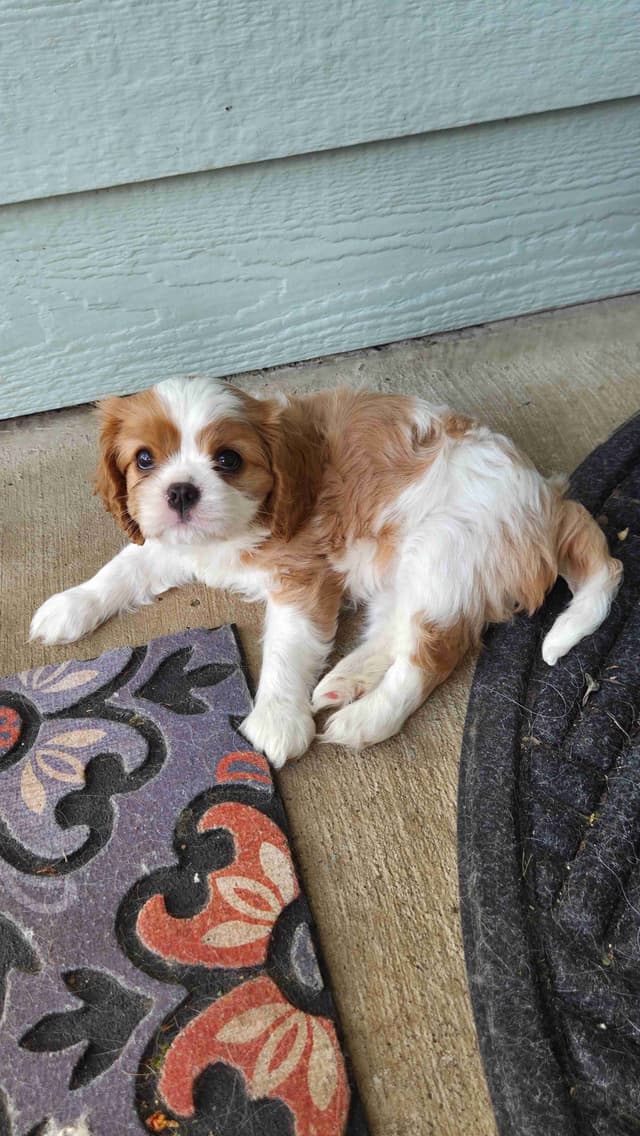 Cavalier King Charles Spaniel Puppies media 8