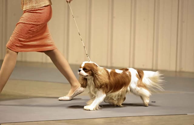 Cavalier King Charles Spaniel Puppies media 12