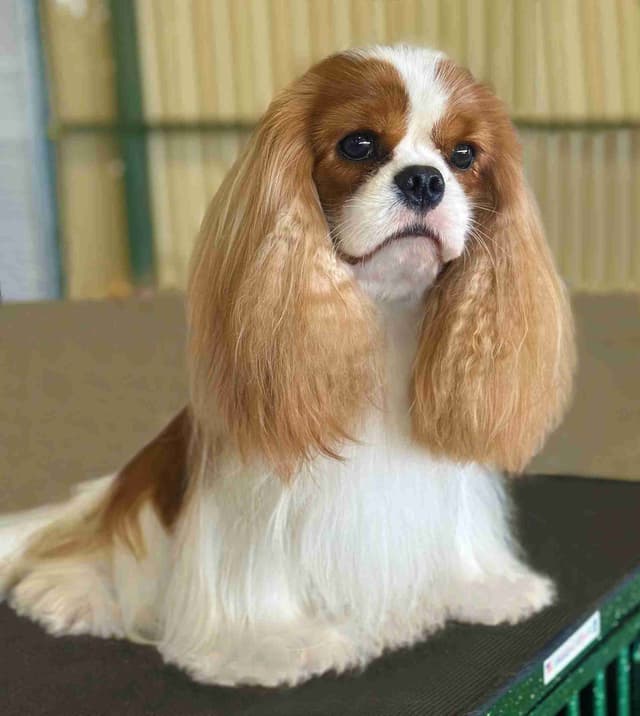 Cavalier King Charles Spaniel Puppies media 13