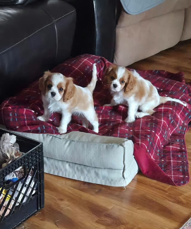 Cavalier King Charles Spaniel Puppies media 14