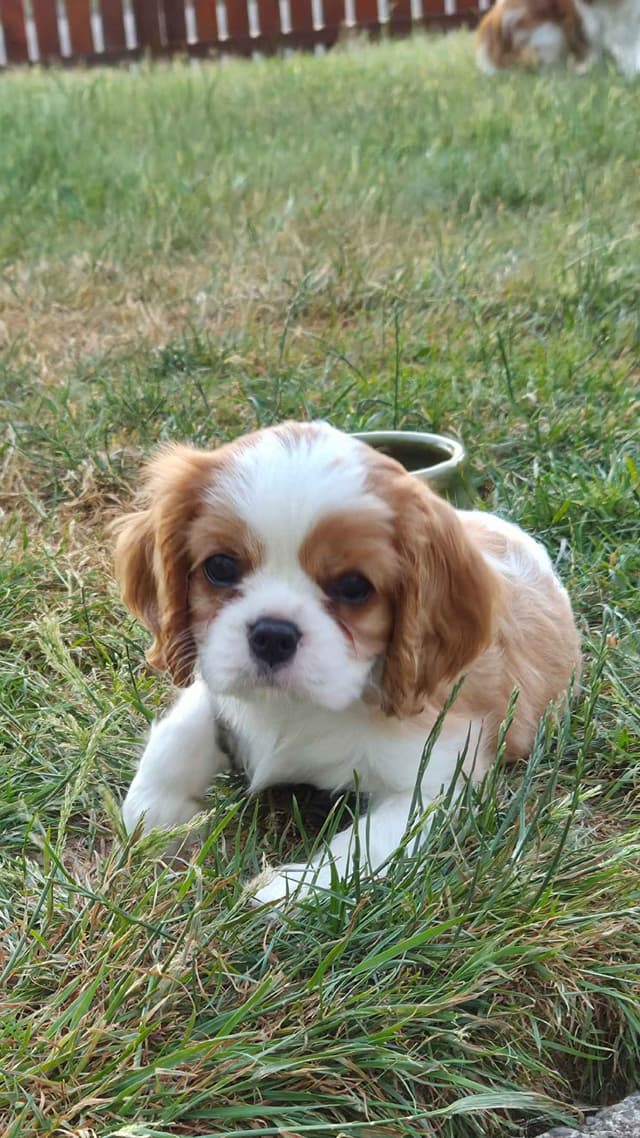 Cavalier King Charles Spaniel Puppies media 15