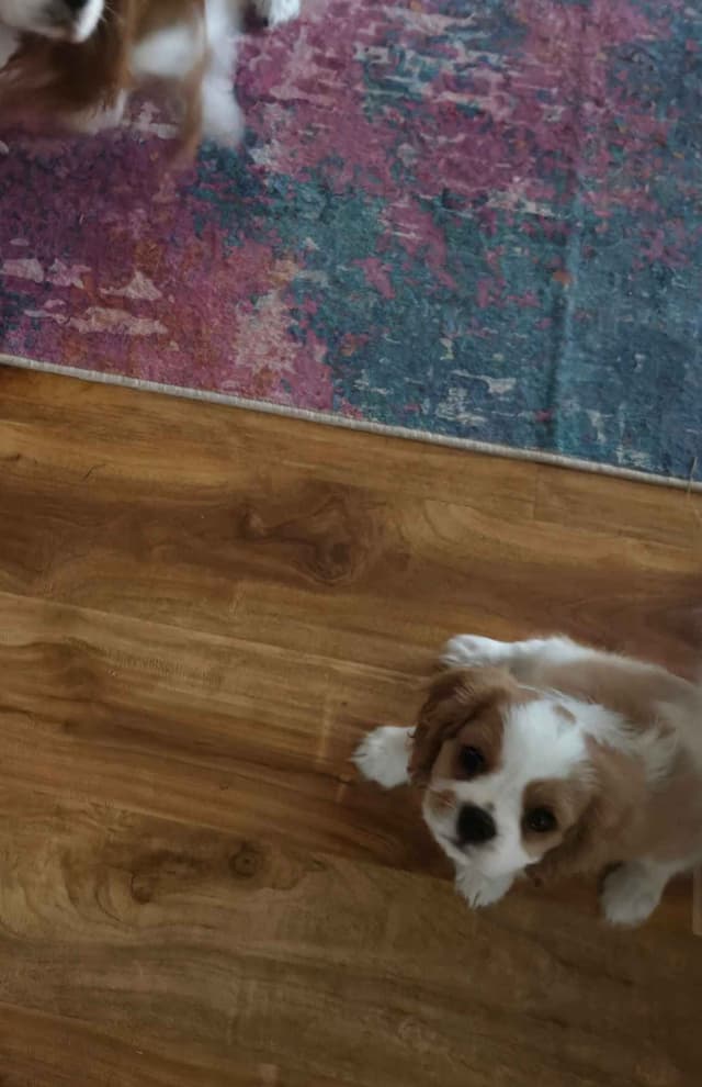 Cavalier King Charles Spaniel Puppies media 16