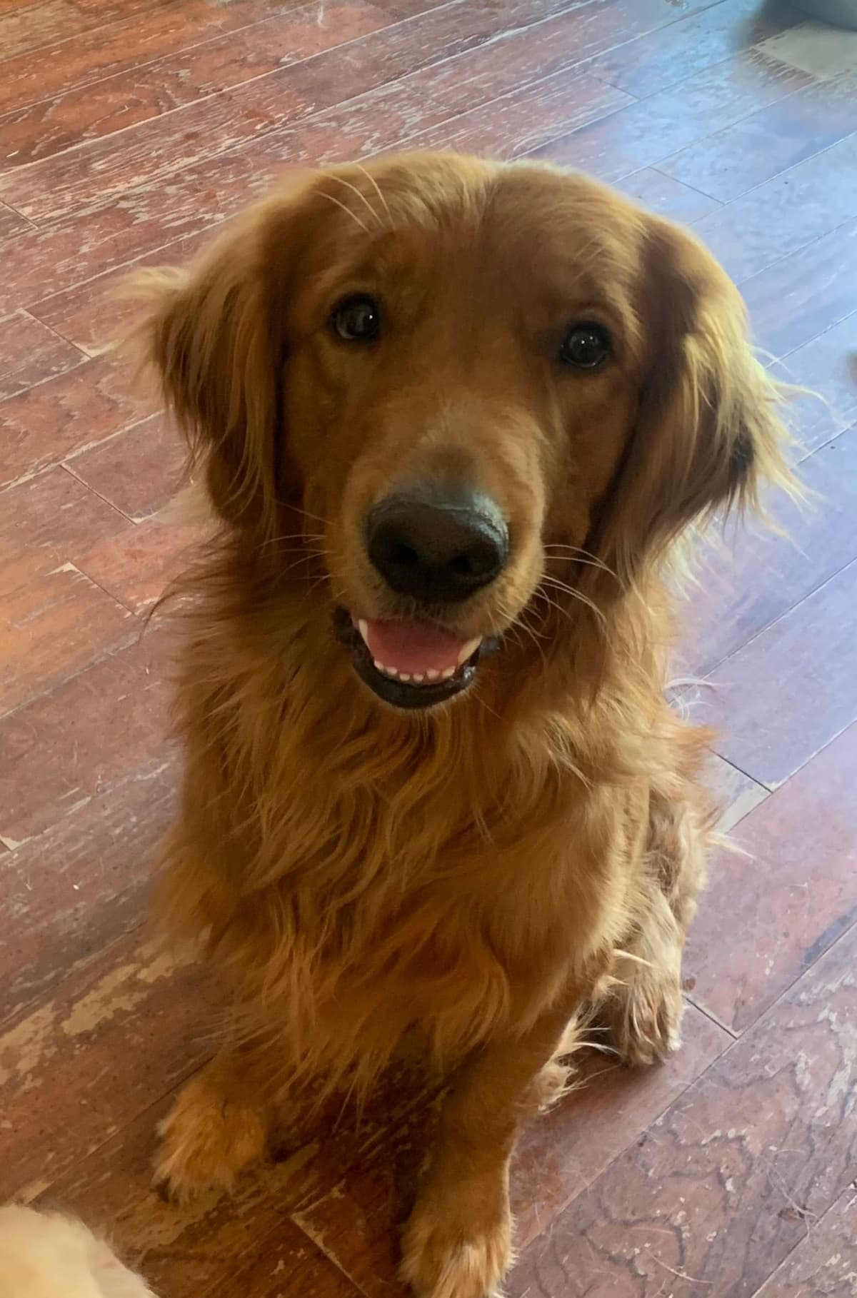 Golden Retriever Puppies breeder image 1