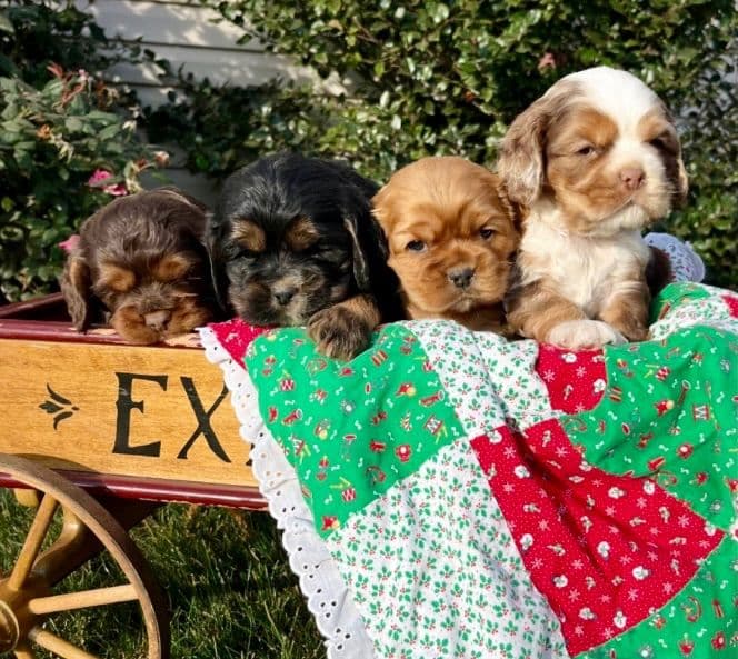 Genetic Tested❤️🐾Cocker Spaniel Puppies❤️Text or call 717-319-4781 breeder image 1