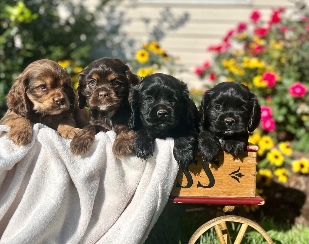 Genetic Tested❤️🐾Cocker Spaniel Puppies❤️Text or call 717-319-4781 breeder image 3