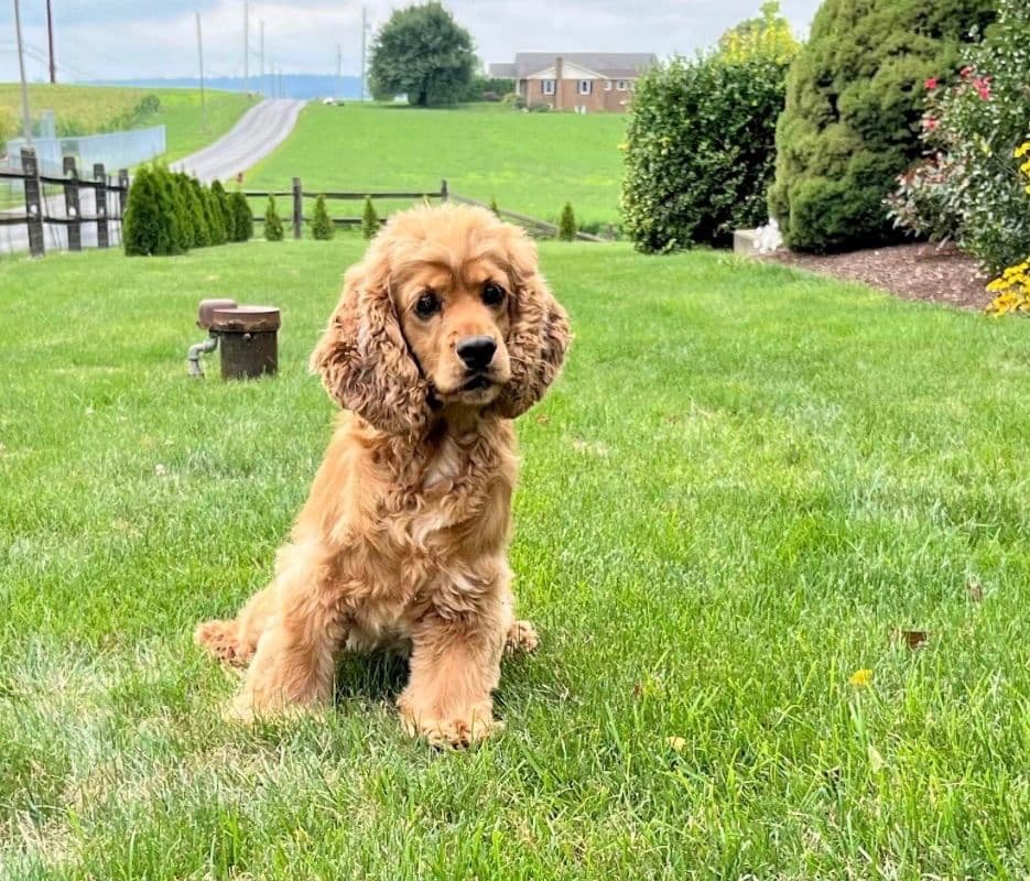 Genetic Tested❤️🐾Cocker Spaniel Puppies❤️Text or call 717-319-4781 breeder image 4
