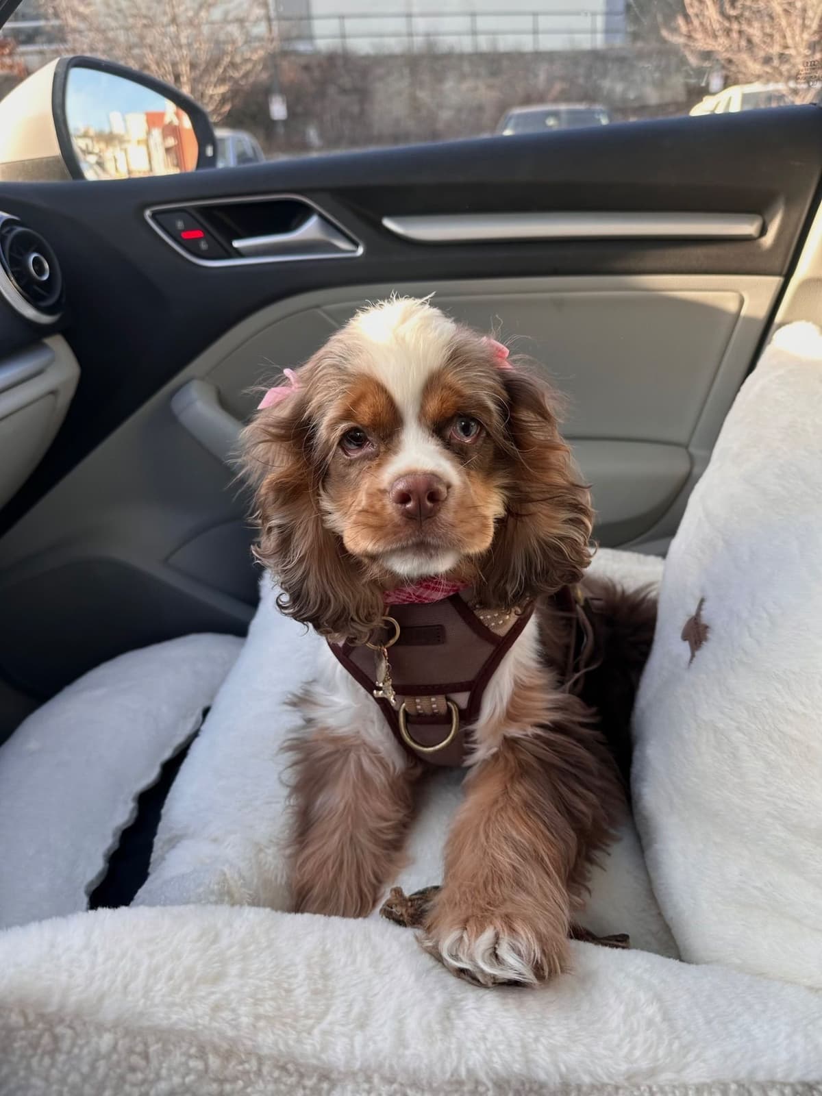 Genetic Tested❤️🐾Cocker Spaniel Puppies❤️Text or call 717-319-4781 breeder image 6