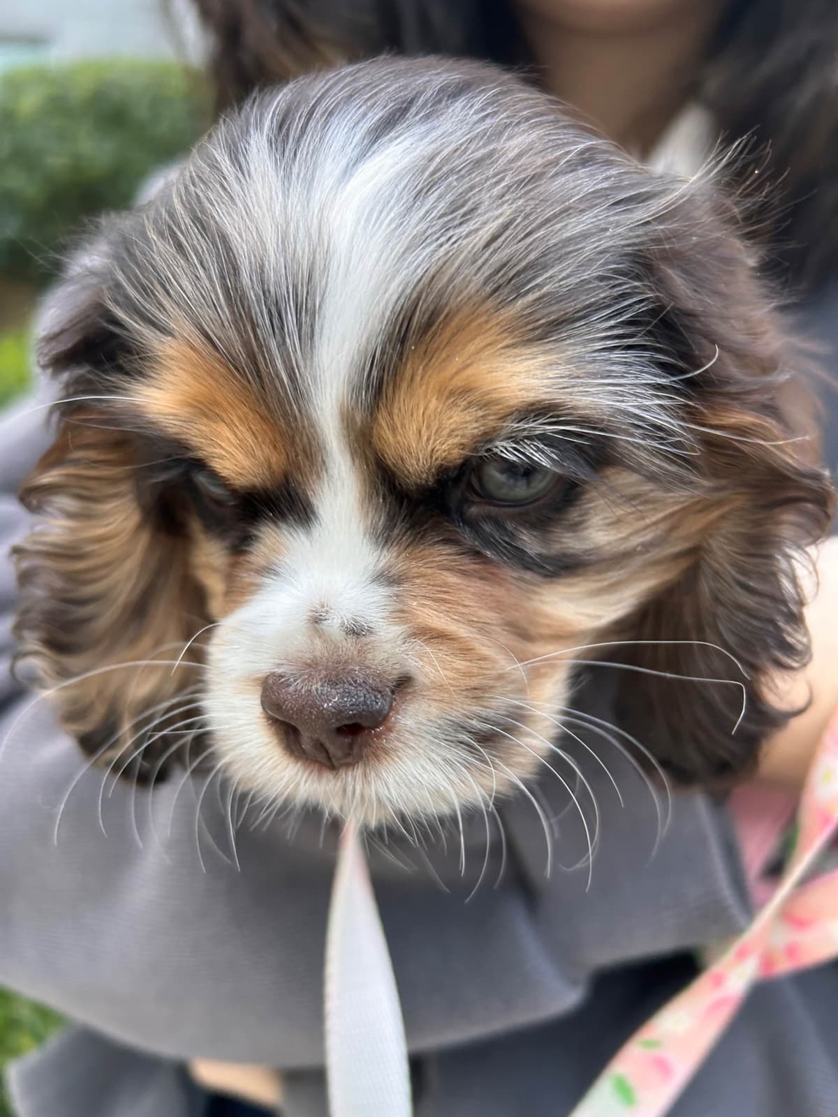 Genetic Tested❤️🐾Cocker Spaniel Puppies❤️Text or call 717-319-4781 breeder image 8