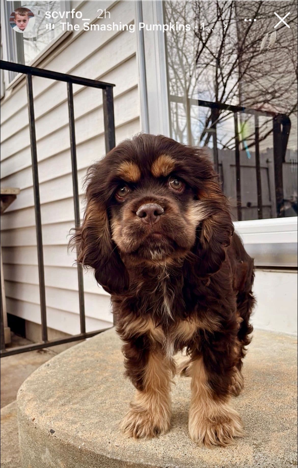 Genetic Tested❤️🐾Cocker Spaniel Puppies❤️Text or call 717-319-4781 breeder image 9
