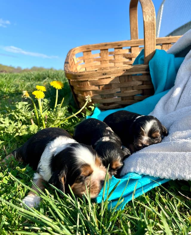 Genetic Health Tested CLEAR❤️🐾.Cocker Spaniel  ❤️Text  717-319-4781 media 7