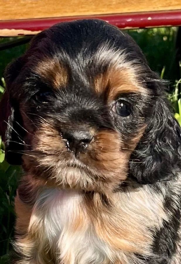 Genetic Health Tested CLEAR❤️🐾.Cocker Spaniel  ❤️Text  717-319-4781 media 3