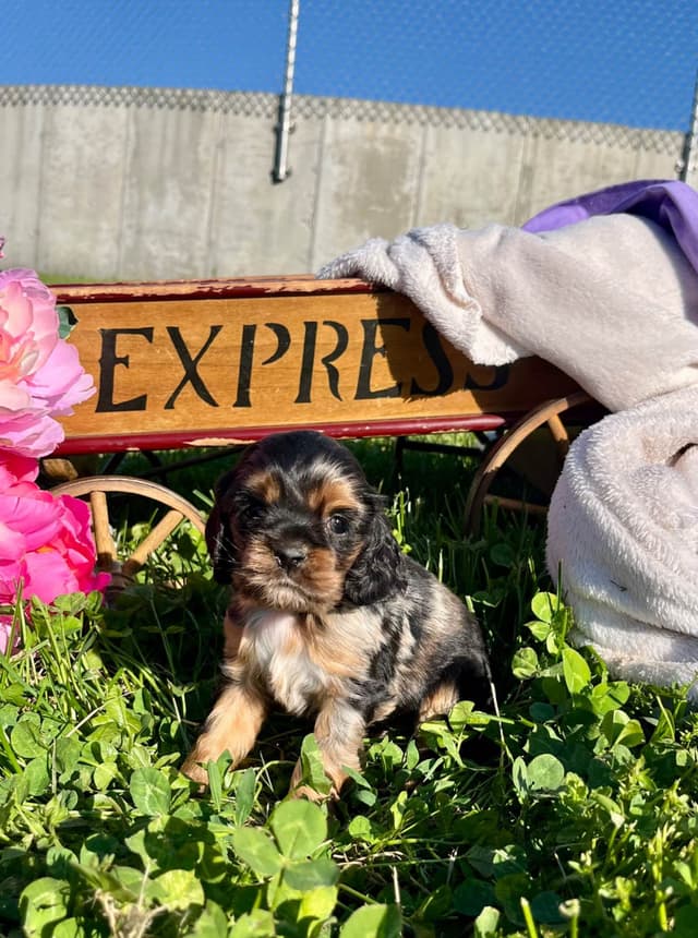 Genetic Health Tested CLEAR❤️🐾.Cocker Spaniel  ❤️Text  717-319-4781 media 5