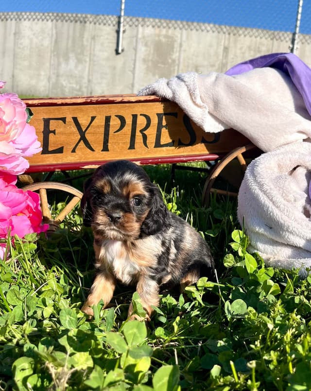 Genetic Health Tested CLEAR❤️🐾.Cocker Spaniel  ❤️Text  717-319-4781 media 6