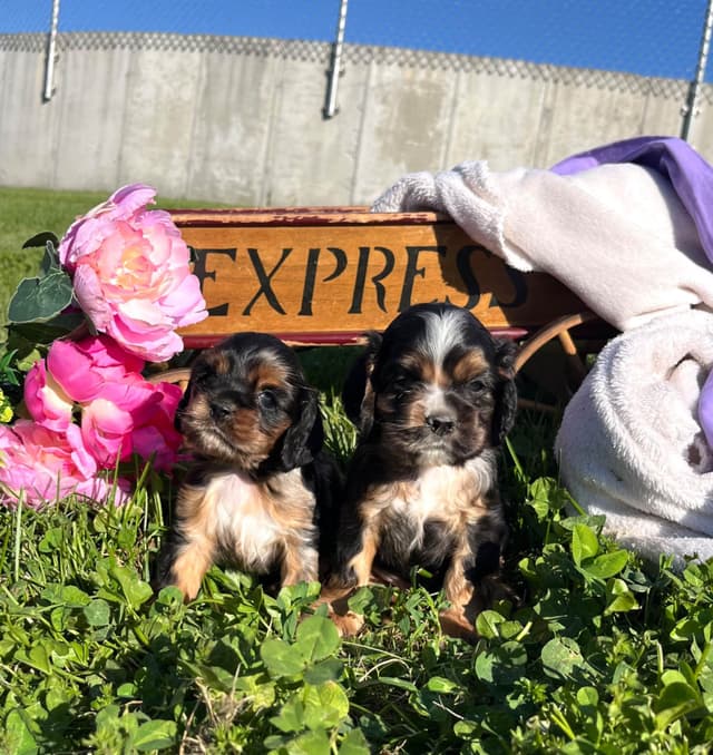 Genetic Health Tested CLEAR❤️🐾.Cocker Spaniel  ❤️Text  717-319-4781 media 4