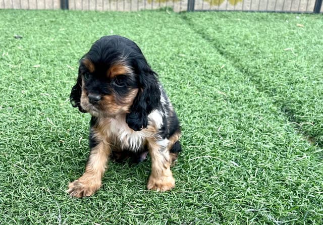 Genetic Health Tested CLEAR❤️🐾.Cocker Spaniel  ❤️Text  717-319-4781 media 2