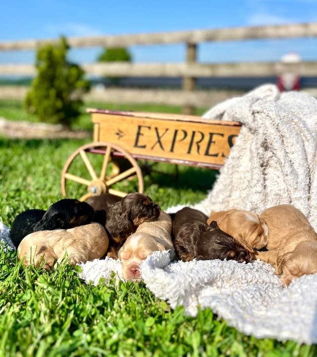 Genetic Tested❤️🐾Cocker Spaniel Puppies❤️Text or call 717-319-4781 media 13