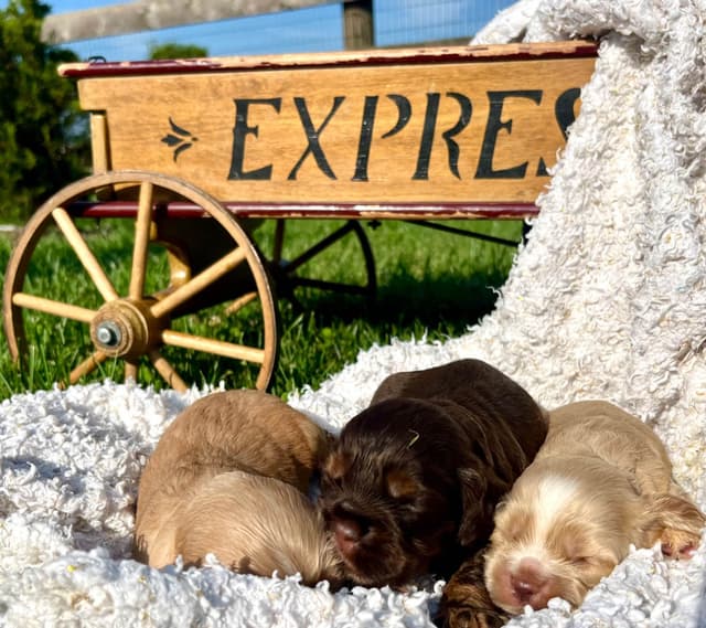 Genetic Tested❤️🐾Cocker Spaniel Puppies❤️Text or call 717-319-4781 media 12
