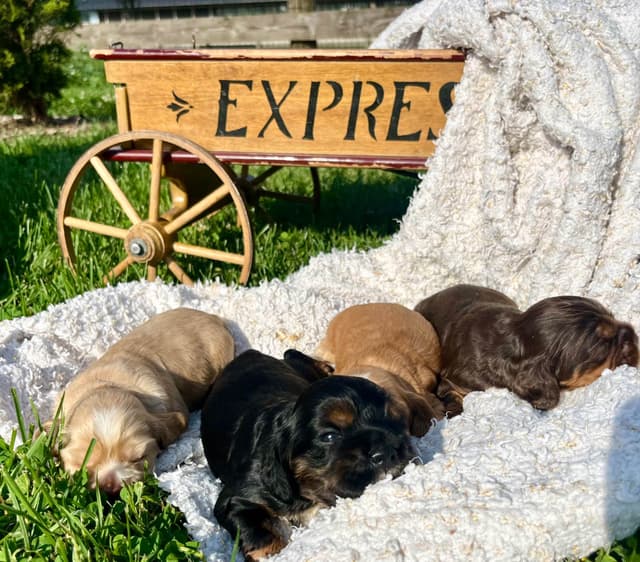 Genetic Tested❤️🐾Cocker Spaniel Puppies❤️Text or call 717-319-4781 media 14