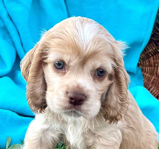 Genetic Tested❤️🐾Cocker Spaniel Puppies❤️Text or call 717-319-4781 media 3