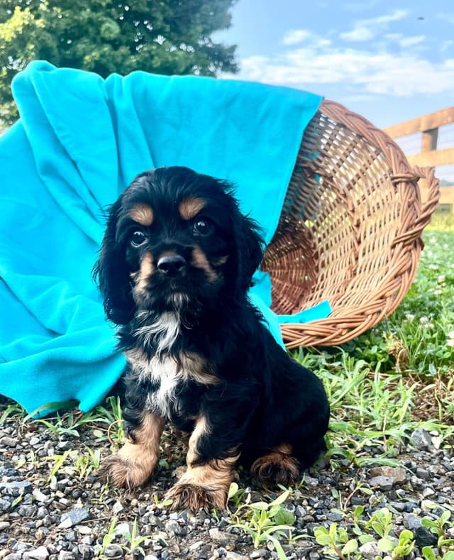 Genetic Tested❤️🐾Cocker Spaniel Puppies❤️Text or call 717-319-4781 media 6