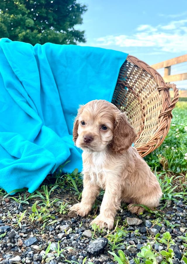 Genetic Tested❤️🐾Cocker Spaniel Puppies❤️Text or call 717-319-4781 media 8