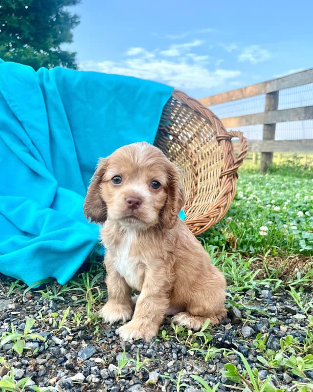 Genetic Tested❤️🐾Cocker Spaniel Puppies❤️Text or call 717-319-4781 media 10
