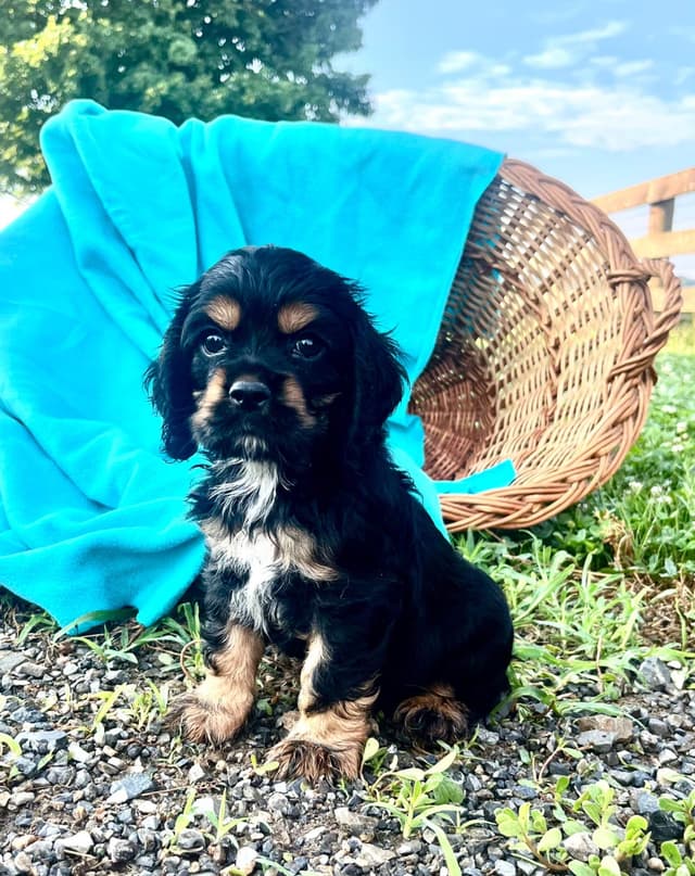 Genetic Tested❤️🐾Cocker Spaniel Puppies❤️Text or call 717-319-4781 media 7