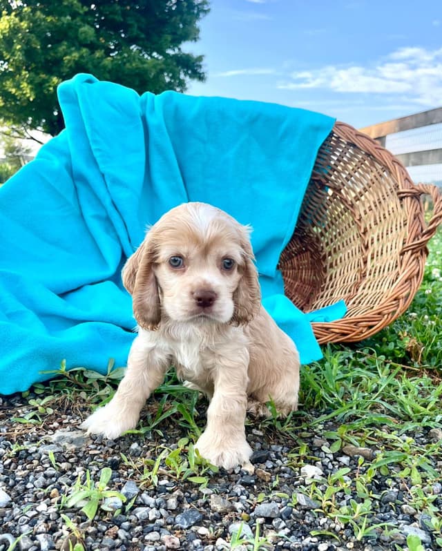 Genetic Tested❤️🐾Cocker Spaniel Puppies❤️Text or call 717-319-4781 media 5