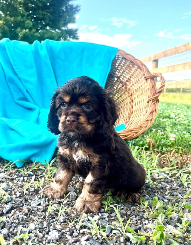 Genetic Tested❤️🐾Cocker Spaniel Puppies❤️Text or call 717-319-4781 media 9