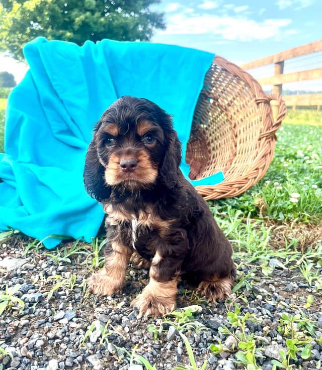 Genetic Tested❤️🐾Cocker Spaniel Puppies❤️Text or call 717-319-4781 media 11