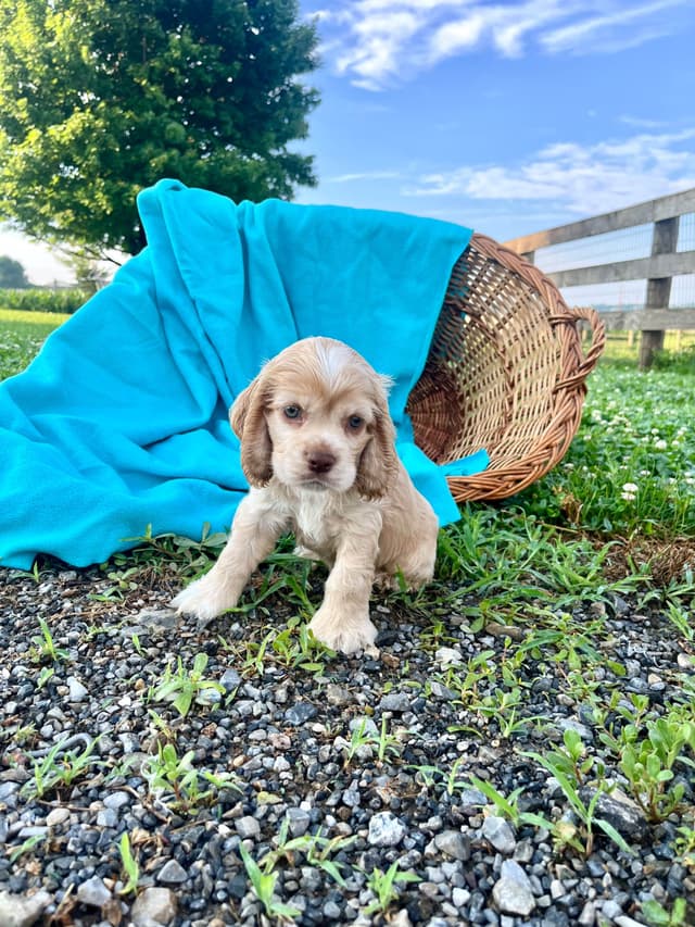Genetic Tested❤️🐾Cocker Spaniel Puppies❤️Text or call 717-319-4781 media 4