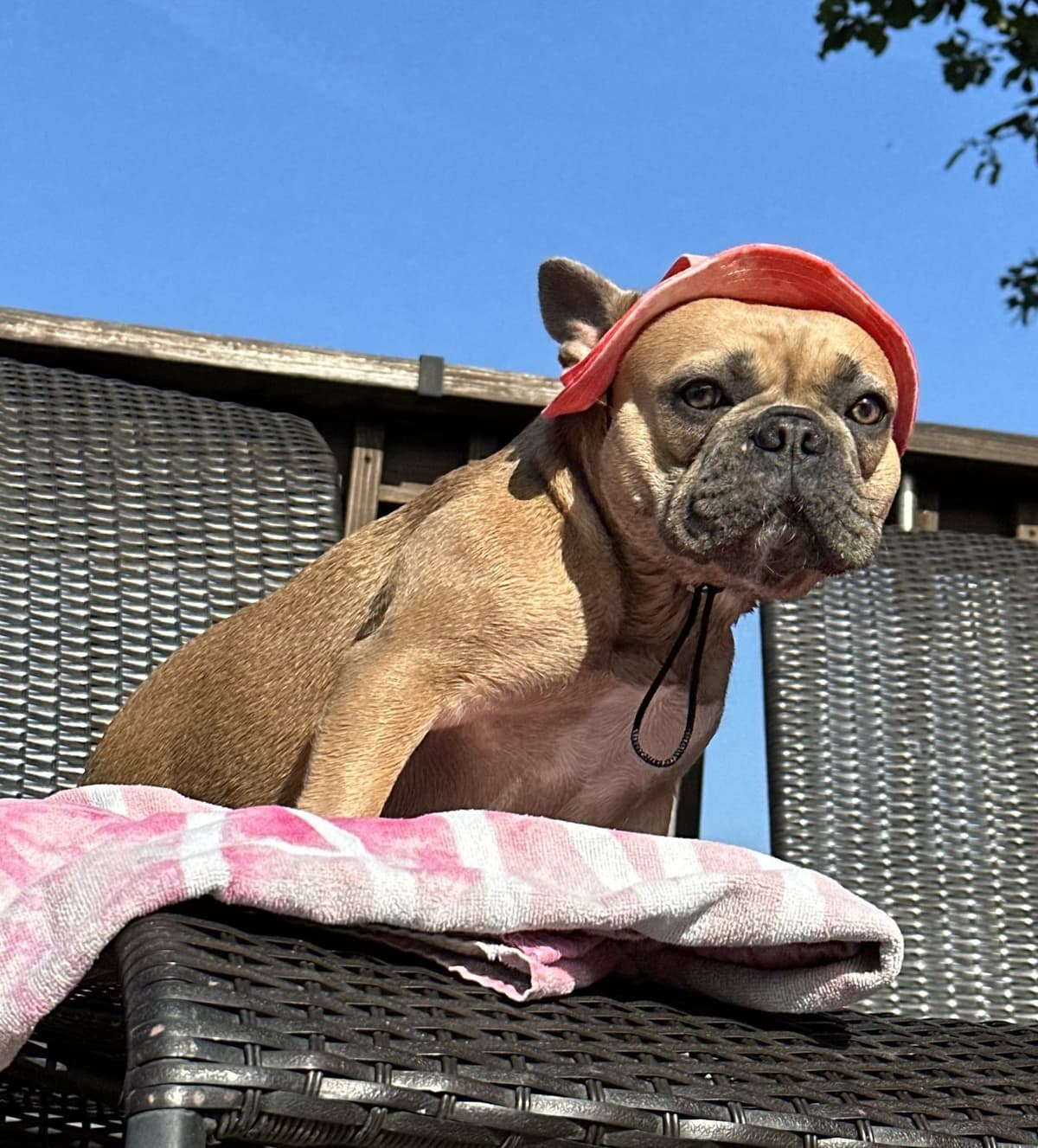 French Bulldog Puppies breeder image 1