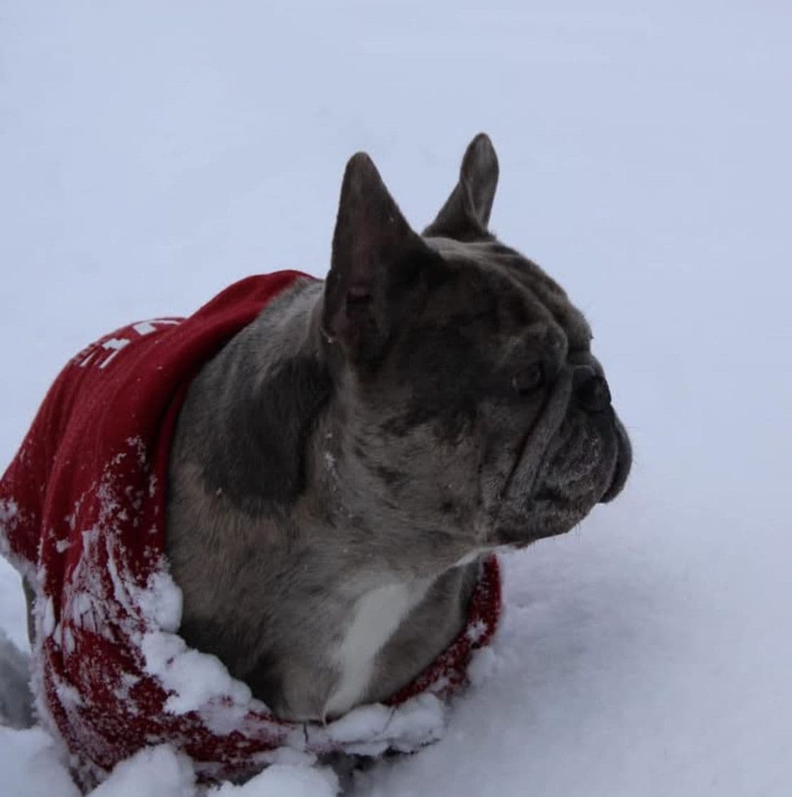 French Bulldog Puppies breeder image 3