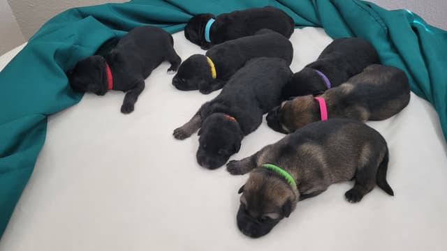 German Shepherd Dog Puppies media 2