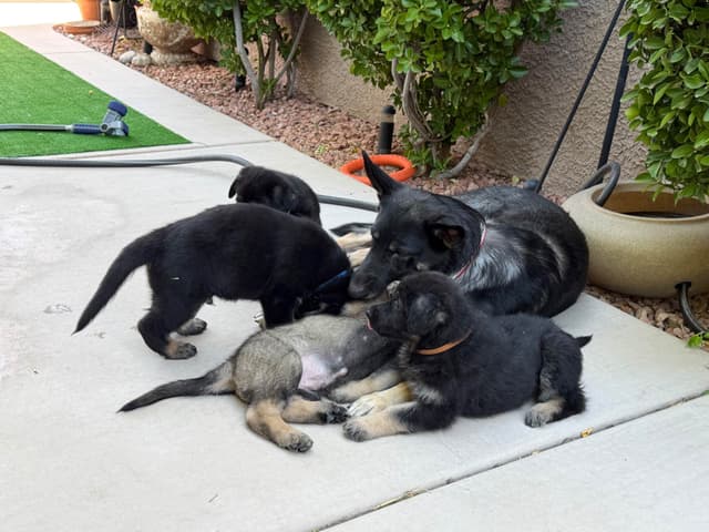 German Shepherd Dog Puppies media 3