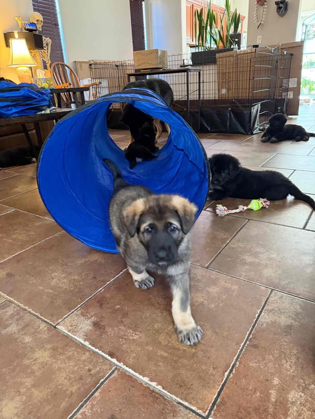 German Shepherd Dog Puppies media 4