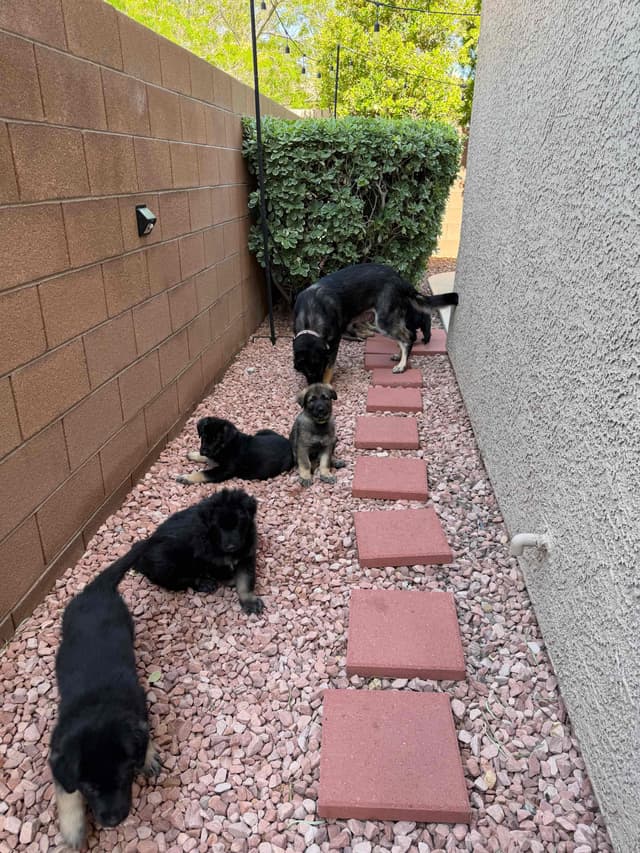 German Shepherd Dog Puppies media 6
