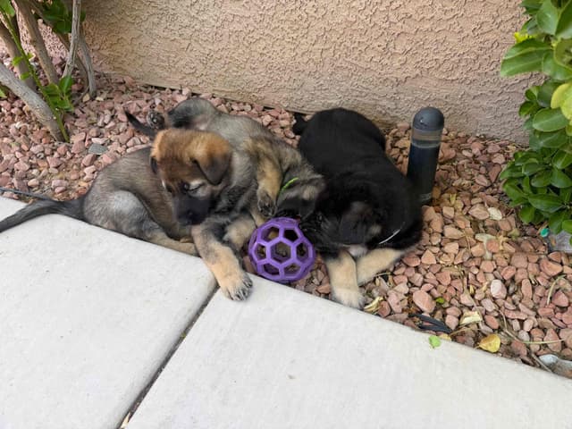 German Shepherd Dog Puppies media 7