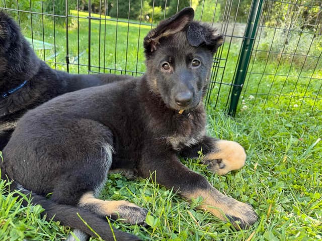 German Shepherd Dog Puppies media 8