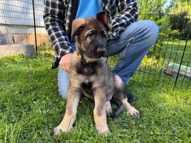 German Shepherd Dog Puppies media 9