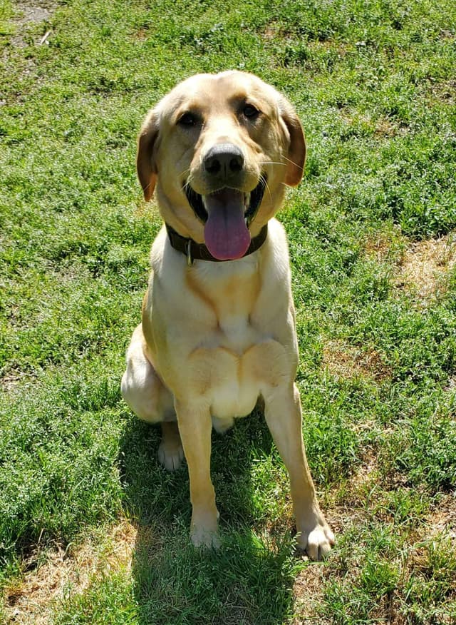 Labrador Retriever Puppies media 6
