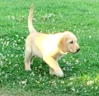Labrador Retriever Puppies media 7