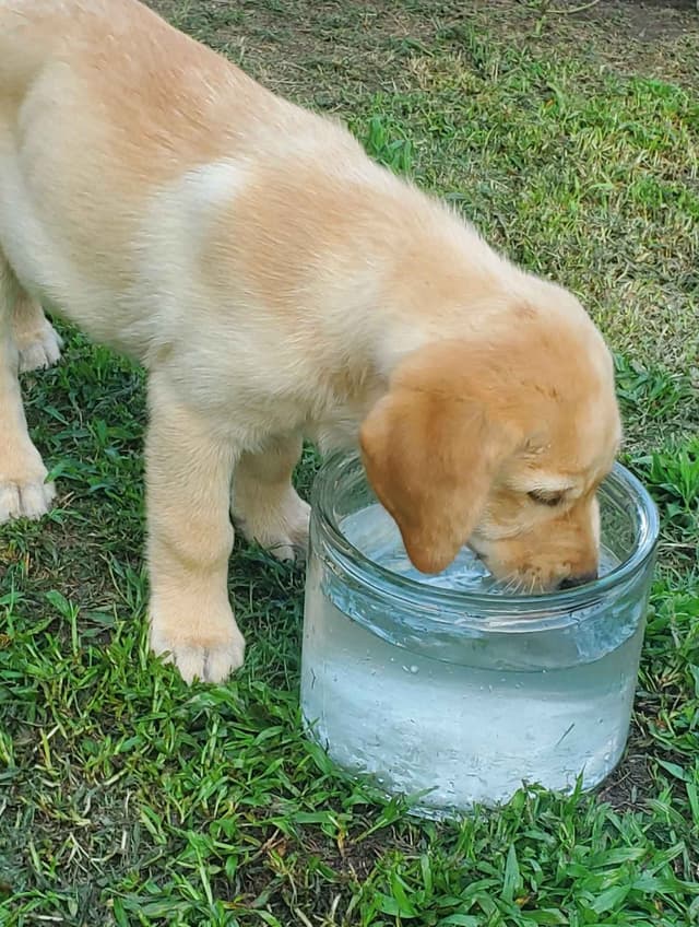 Labrador Retriever Puppies media 9
