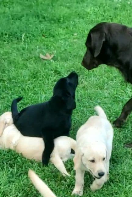 Labrador Retriever Puppies media 10