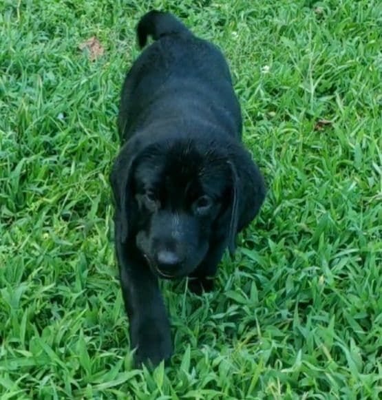 Labrador Retriever Puppies media 11