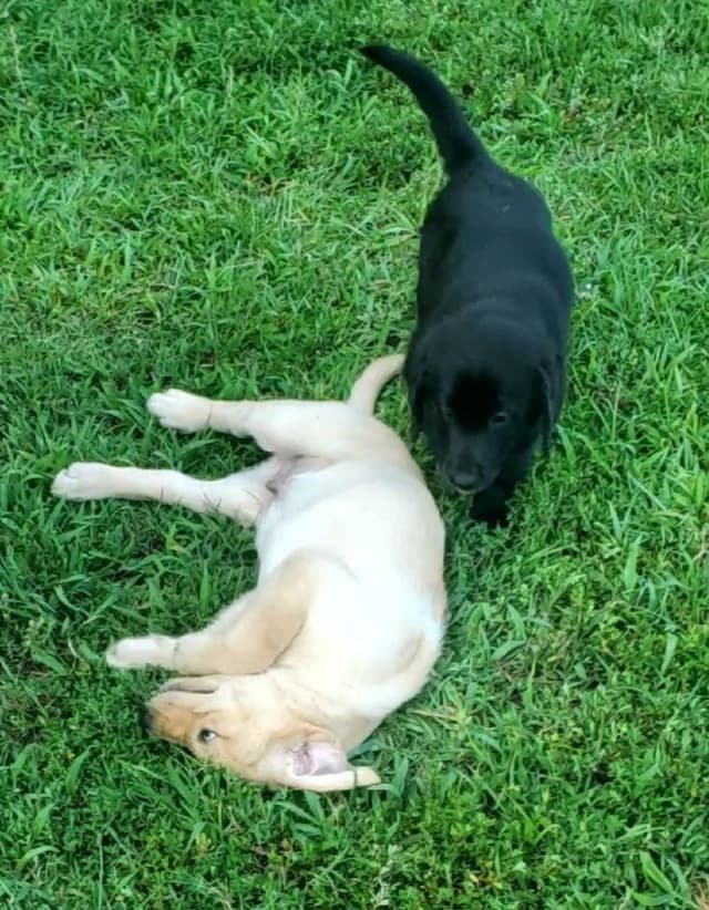 Labrador Retriever Puppies media 13