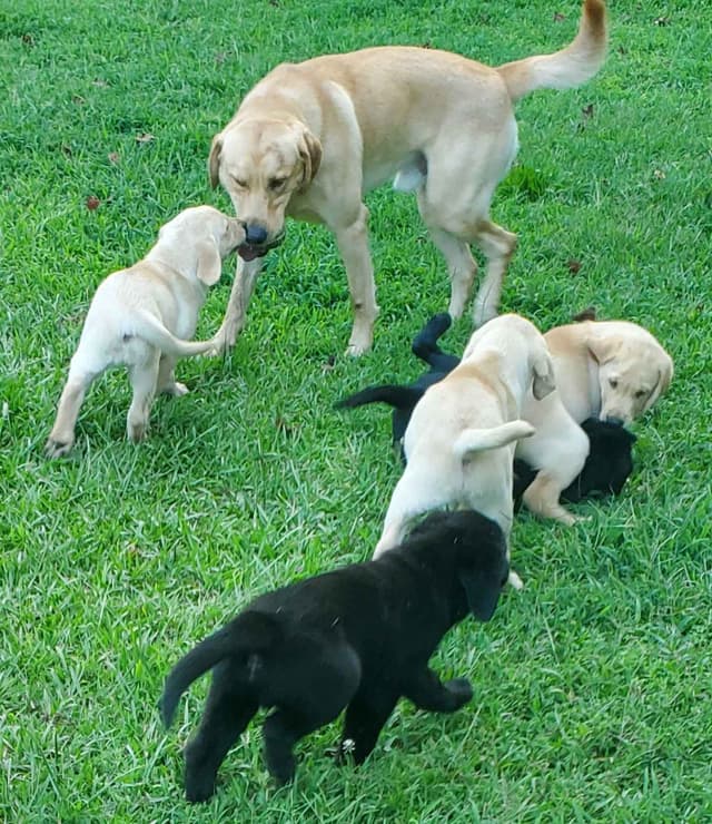 Labrador Retriever Puppies media 14