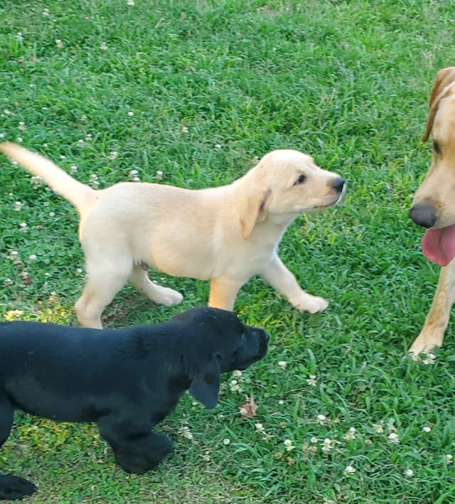 Labrador Retriever Puppies media 15